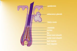 NUBWAY | Does diode laser hair removal work? ——Explore the origin of hair