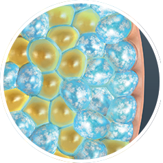 NUBWAY | Fat Freezing Unveiled: Evidence-Based Analysis of Cryolipolysis Effectiveness