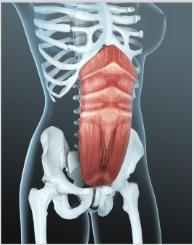 NUBWAY | Electromagnetic Body Sculpting(EMS): Evaluating the Scientific Evidence