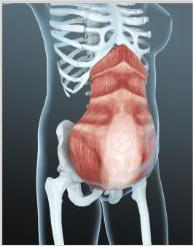 NUBWAY | Electromagnetic Body Sculpting(EMS): Evaluating the Scientific Evidence